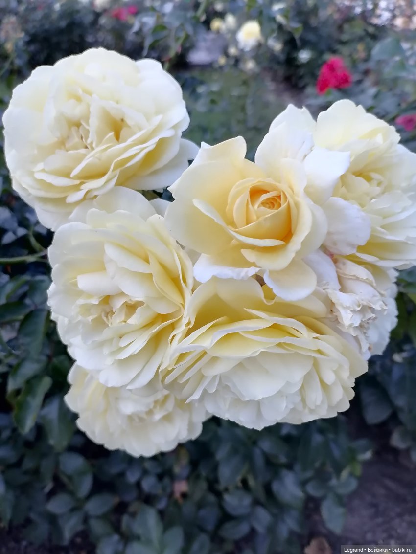 Они сами пишут свои истории: Жак-Анж и Айше