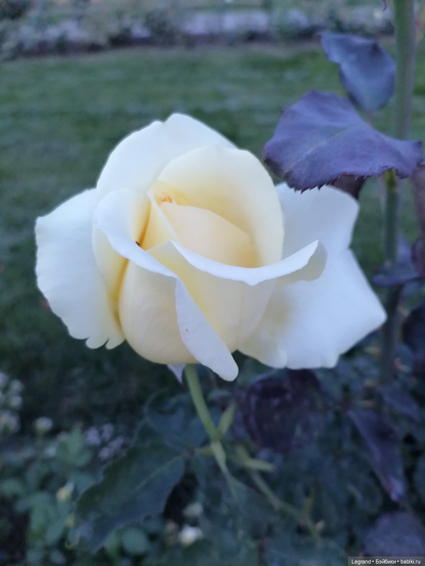 А я-то думал, Вы счастливая