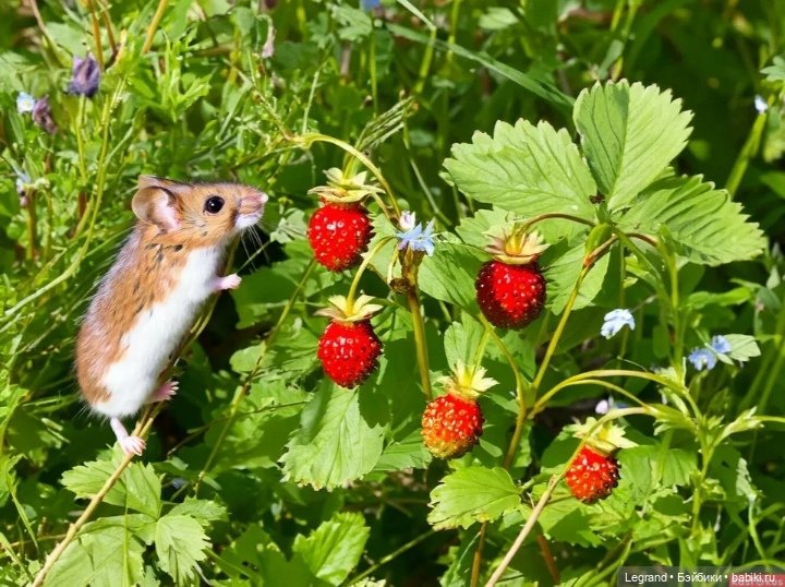 Они сами пишут свои истории: О Мышке, клубнике и не только