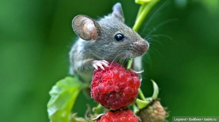 Сказка про Клубничную Мышь (фото 7)