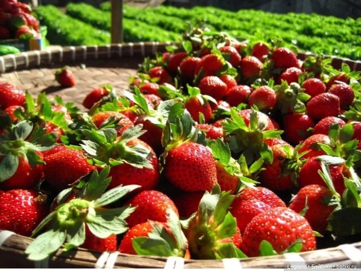 Сказка про Клубничную Мышь (фото 9)