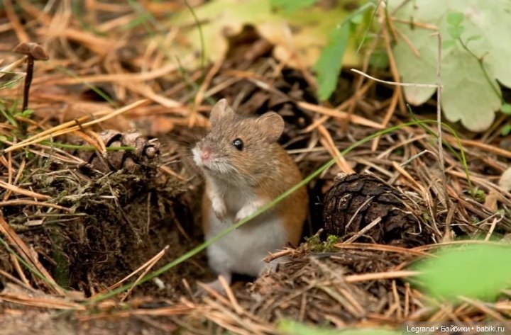 Сказка про Клубничную Мышь
