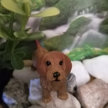 Лурения: питомцы на прогулке