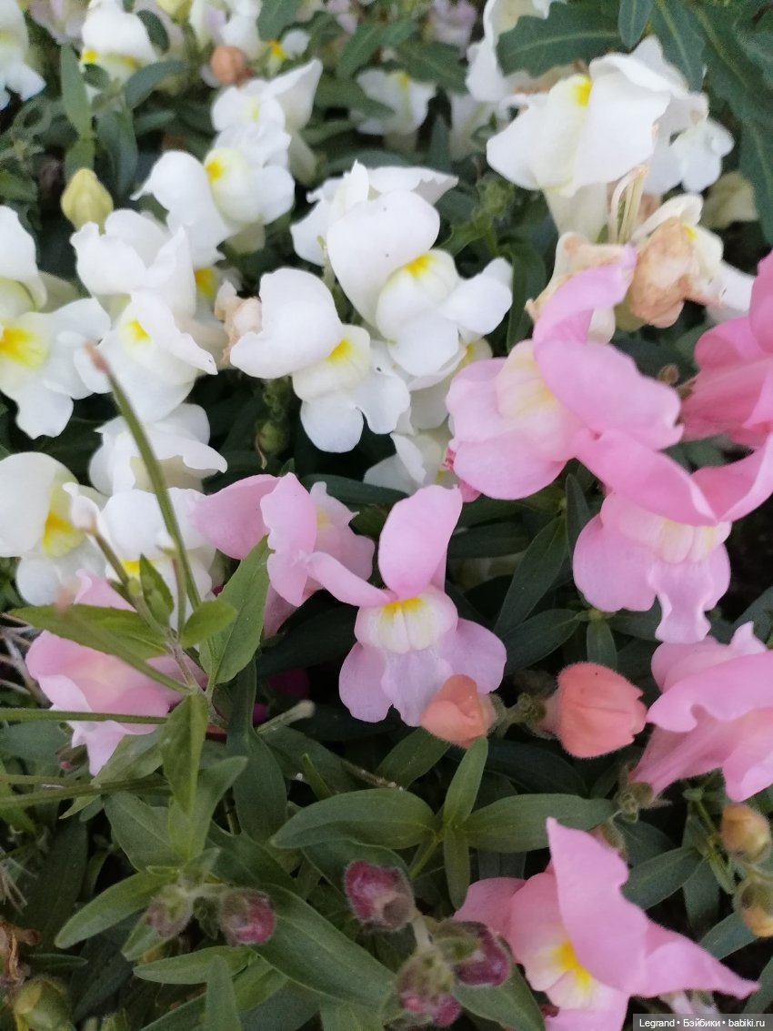 Лурения: Жак-Анж для Брю — Зарисовки из кукольной жизни: фотоистории