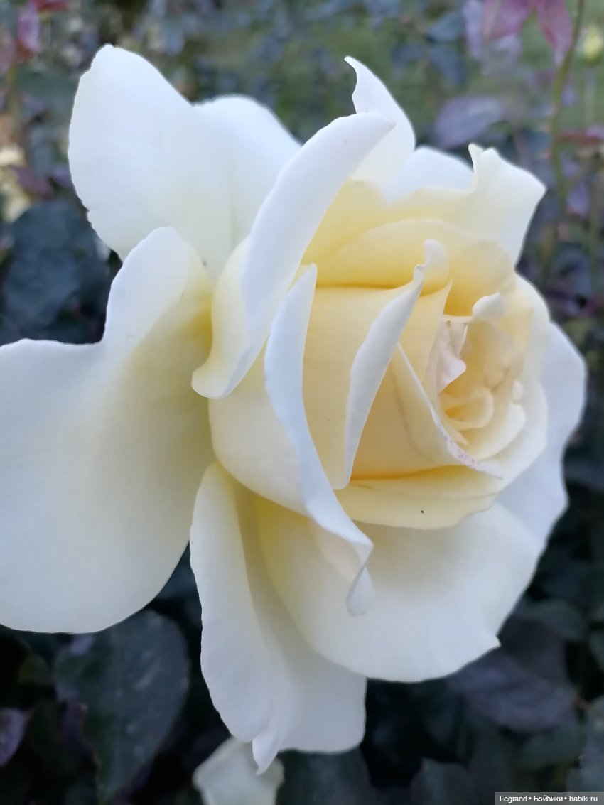 Лурения: Жак-Анж для Брю — Зарисовки из кукольной жизни: фотоистории