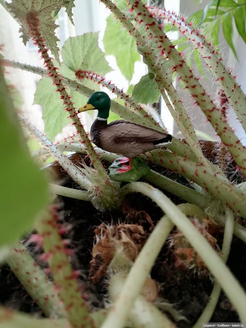 Лурения: Жак-Анж для Брю — Зарисовки из кукольной жизни: фотоистории (фото 10)