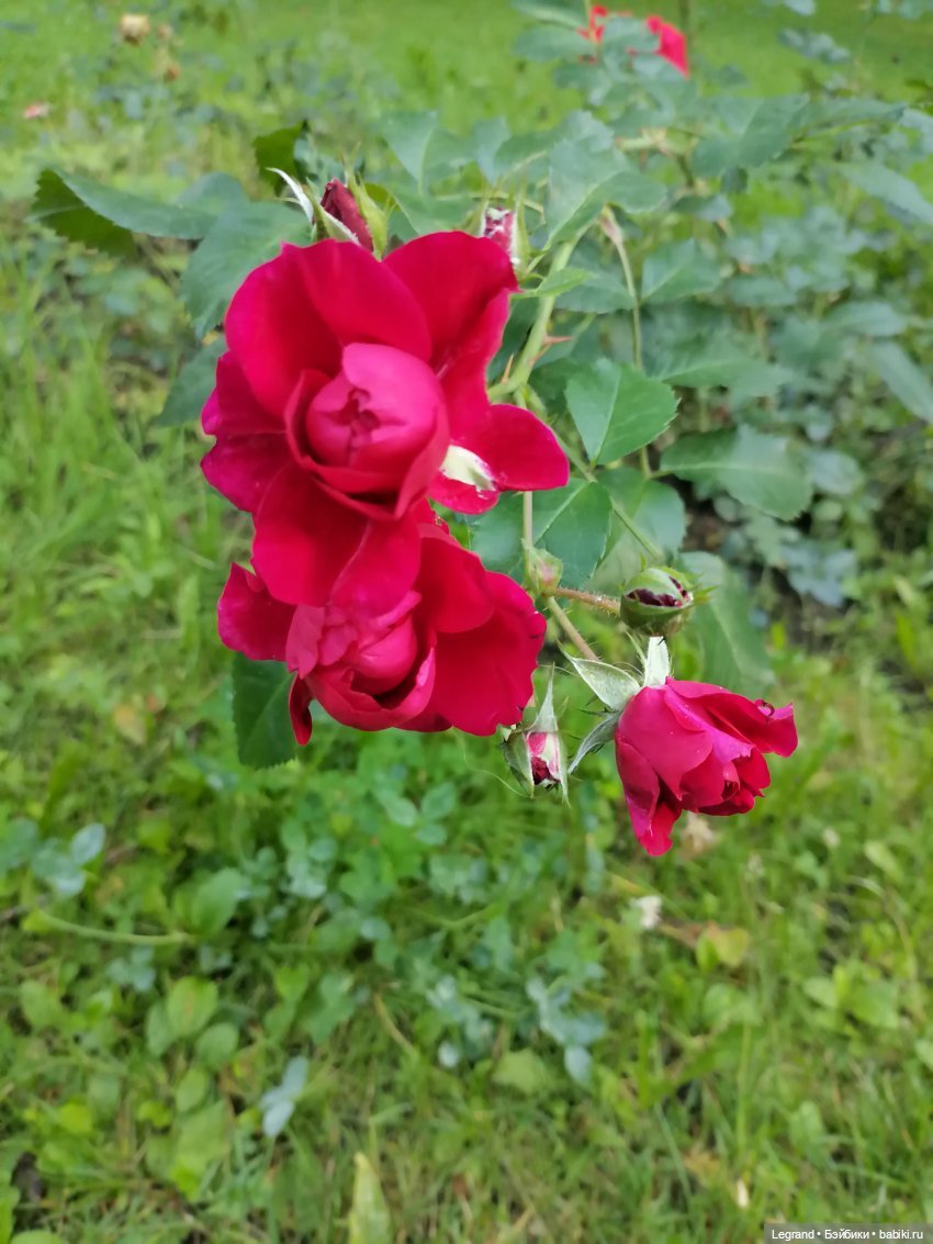 Лурения: Жак-Анж для Брю — Зарисовки из кукольной жизни: фотоистории