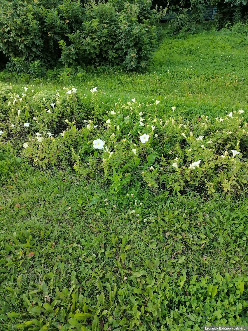 Лурения: Жак-Анж для Брю — Зарисовки из кукольной жизни: фотоистории