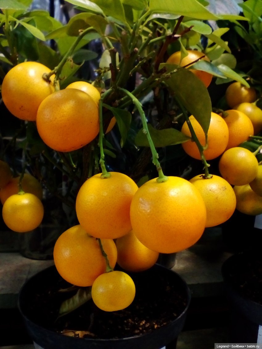 Лурения: Жак-Анж для Брю — Зарисовки из кукольной жизни: фотоистории