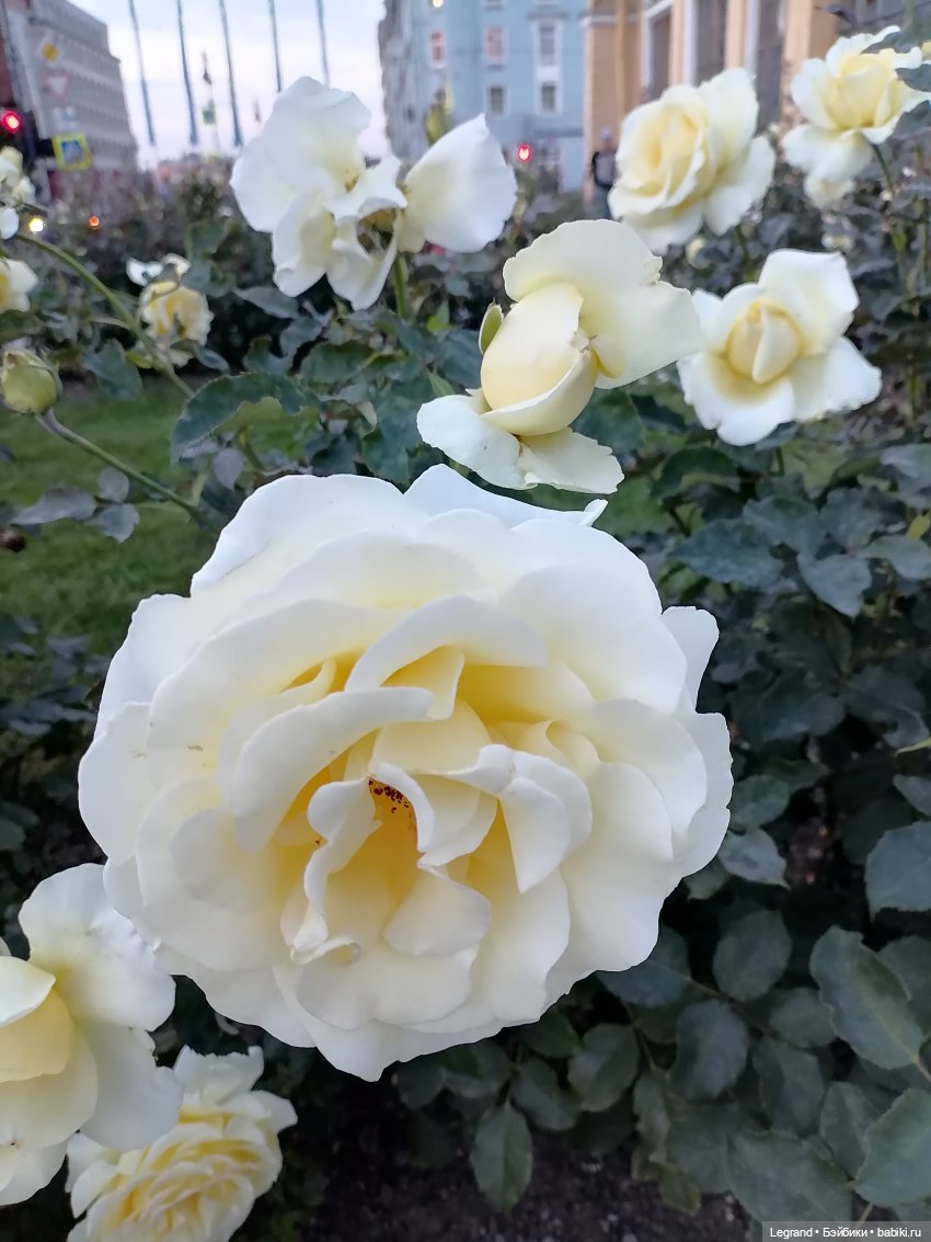 Лурения: Жак-Анж для Брю — Зарисовки из кукольной жизни: фотоистории