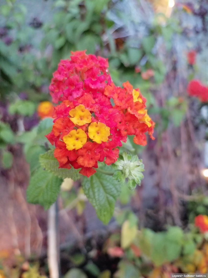 Лурения: Жак-Анж для Брю — Зарисовки из кукольной жизни: фотоистории