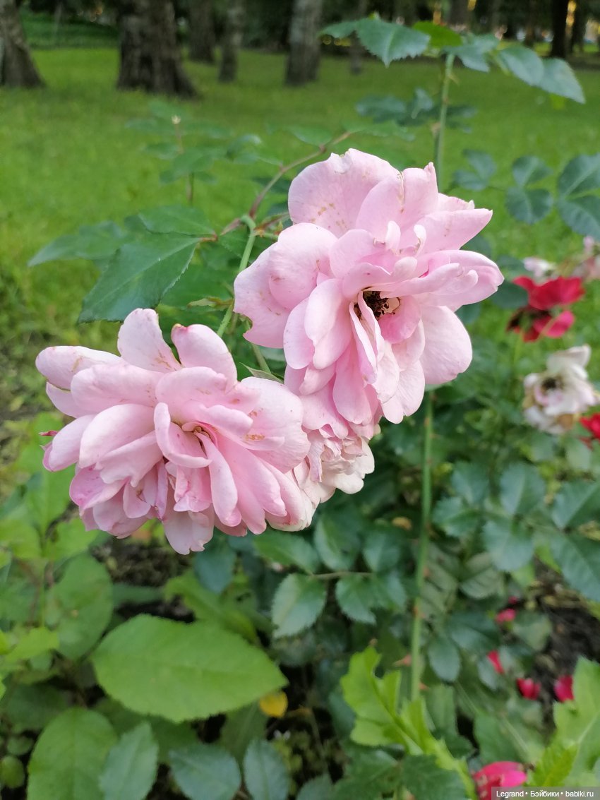 Лурения: Жак-Анж для Брю — Зарисовки из кукольной жизни: фотоистории