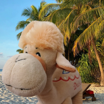 Любимый верблюд