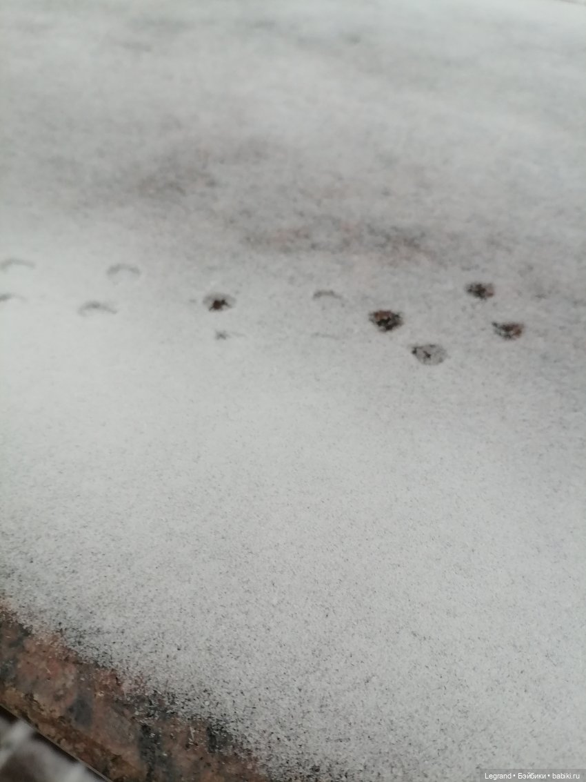 Санкт-Петербург. Январь: Милош в Парадном квартале-1 | Бэйбики Санкт-Петербург. Январь: Милош в Парадном квартале-1 (фото 5)