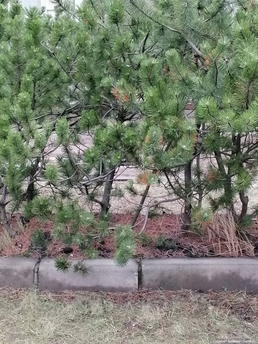 Санкт-Петербург. Январь: Барыш на прогулке