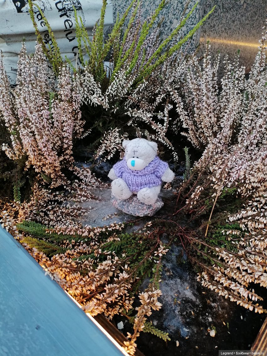 Санкт-Петербург. Январь: Барыш на прогулке