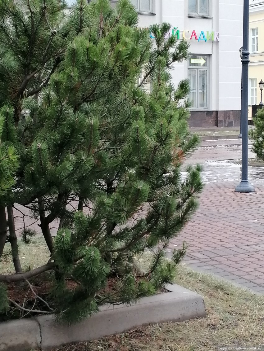 Санкт-Петербург. Январь: Барыш на прогулке