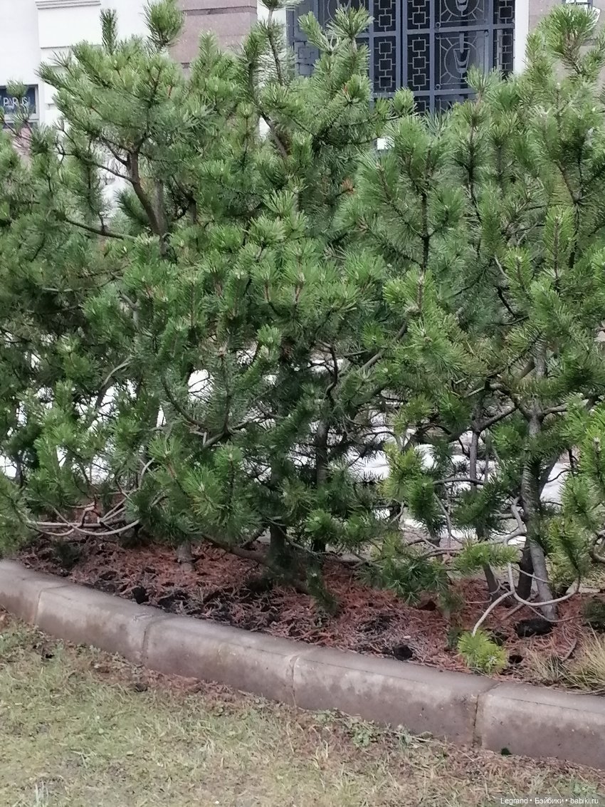 Санкт-Петербург. Январь: Барыш на прогулке