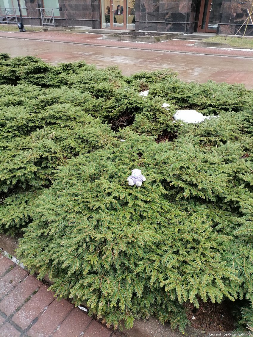 Санкт-Петербург. Январь: Барыш на прогулке