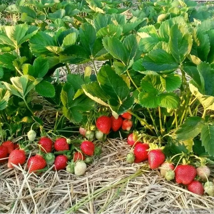 Мишель собирает ягоды🍓 — Плюшевые мишки и игрушки (Teddy Bear): винтаж (фото 4)