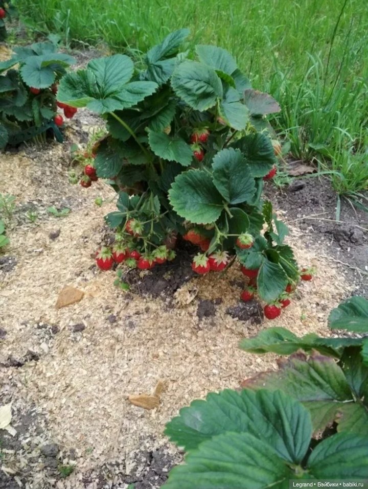 Мишель собирает ягоды🍓 — Плюшевые мишки и игрушки (Teddy Bear): винтаж (фото 6)