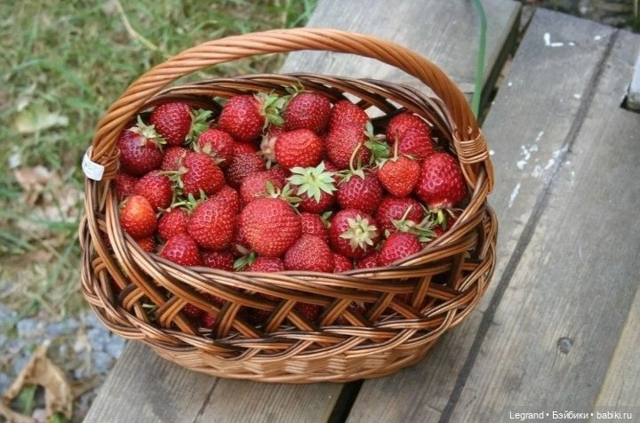 Мишель собирает ягоды🍓 — Плюшевые мишки и игрушки (Teddy Bear): винтаж (фото 8)