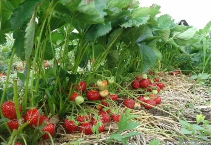 Мишель собирает ягоды🍓 — Плюшевые мишки и игрушки (Teddy Bear): винтаж (фото 2)