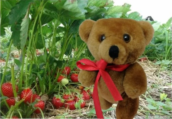 Мишель собирает ягоды🍓 — Плюшевые мишки и игрушки (Teddy Bear): винтаж (фото 3)