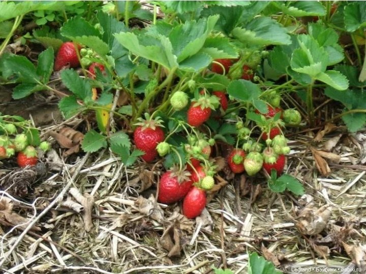 Мишель собирает ягоды🍓 — Плюшевые мишки и игрушки (Teddy Bear): винтаж