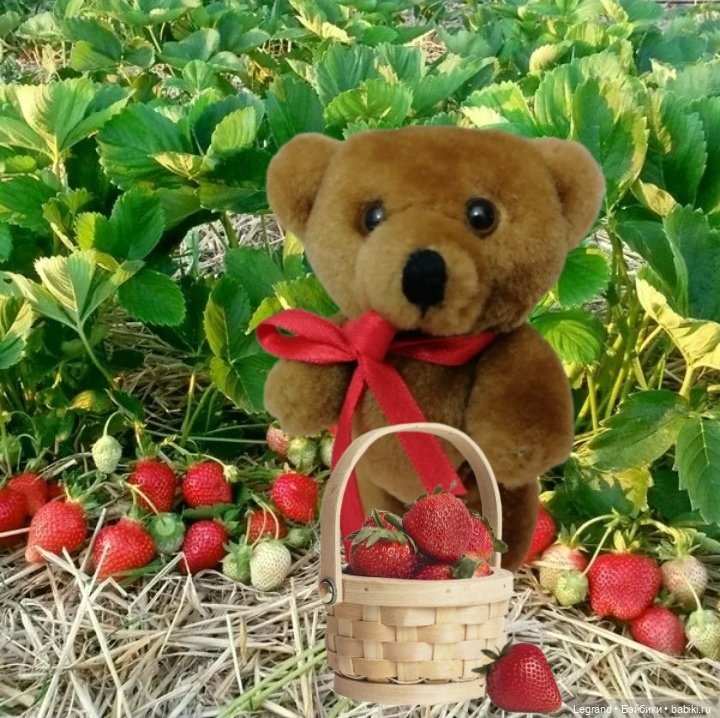 Мишель собирает ягоды🍓 — Плюшевые мишки и игрушки (Teddy Bear): винтаж (фото 5)