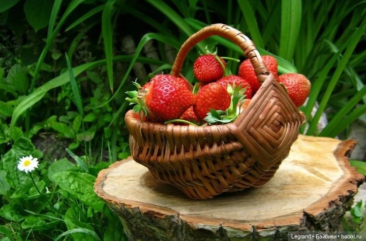 Из жизни моих мишек: Мишель и Гюлиз (фото 4)