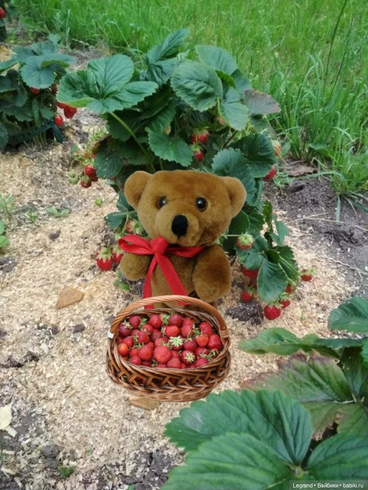 Мишель собирает ягоды🍓 — Плюшевые мишки и игрушки (Teddy Bear): винтаж (фото 7)