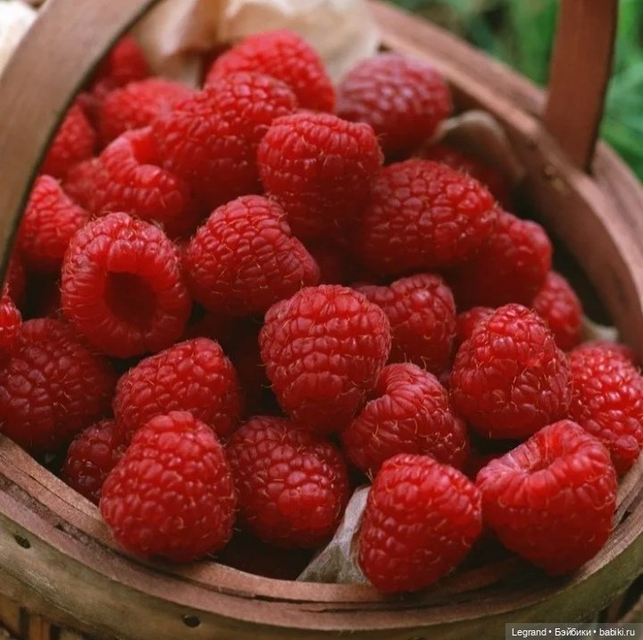 Мишель собирает ягоды🍓 — Плюшевые мишки и игрушки (Teddy Bear): винтаж