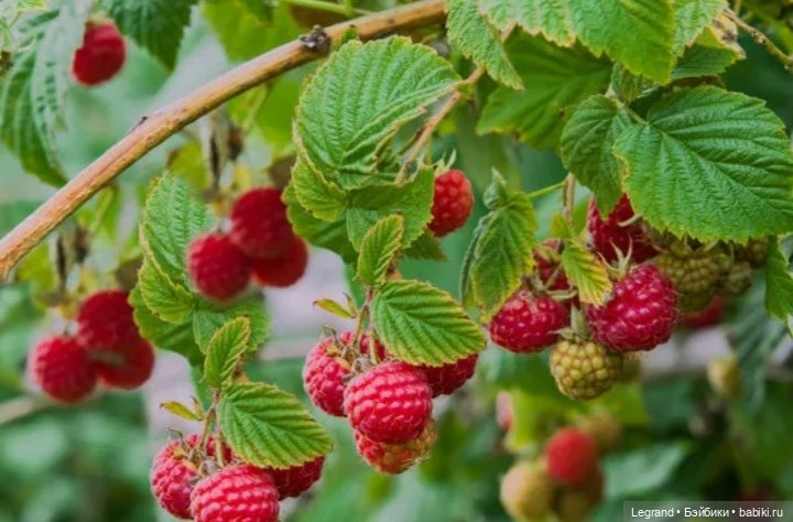 Мишель собирает ягоды🍓 — Плюшевые мишки и игрушки (Teddy Bear): винтаж