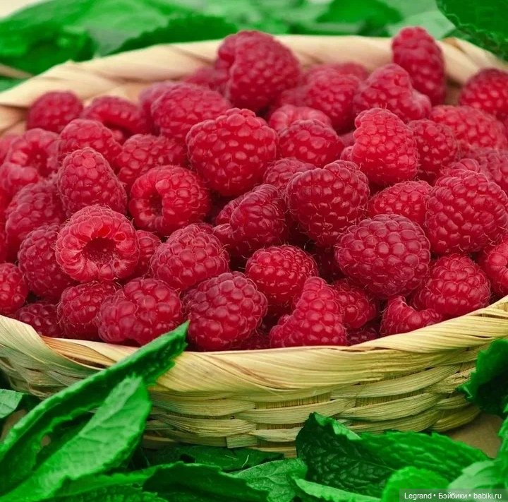 Мишель собирает ягоды🍓 — Плюшевые мишки и игрушки (Teddy Bear): винтаж