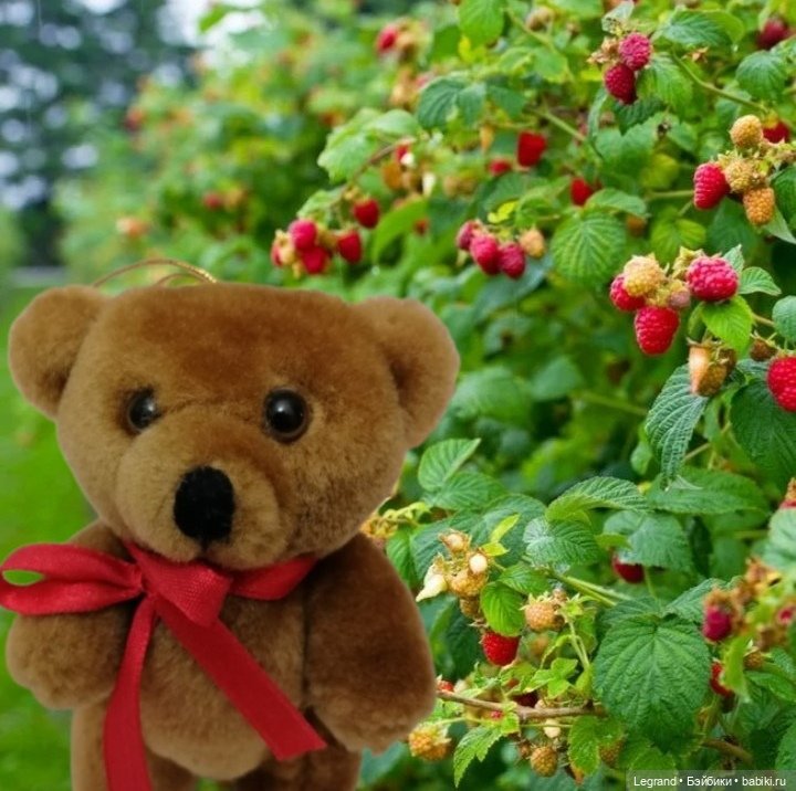 Мишель собирает ягоды🍓 — Плюшевые мишки и игрушки (Teddy Bear): винтаж