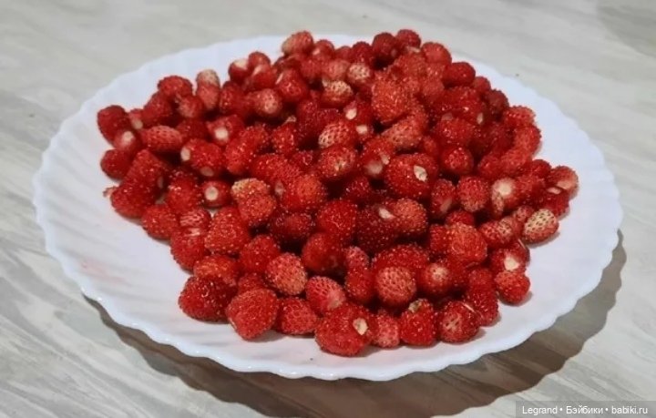 Из жизни моих мишек: Мишель и Гюлиз в лесу