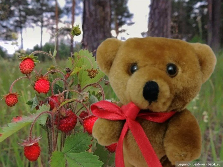 Из жизни моих мишек: Мишель и Гюлиз в лесу (фото 5)