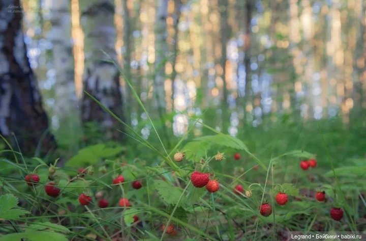 Из жизни моих мишек: Мишель и Гюлиз в лесу