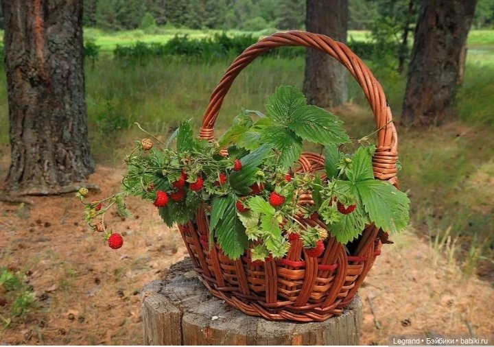 Из жизни моих мишек: Мишель и Гюлиз в лесу