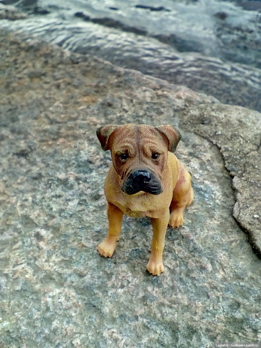 Лурения. Перепись домашних питомцев - 2025