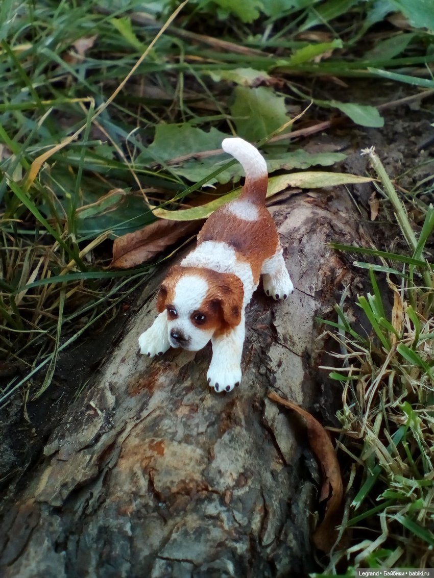 Лурения. Перепись домашних питомцев - 2025