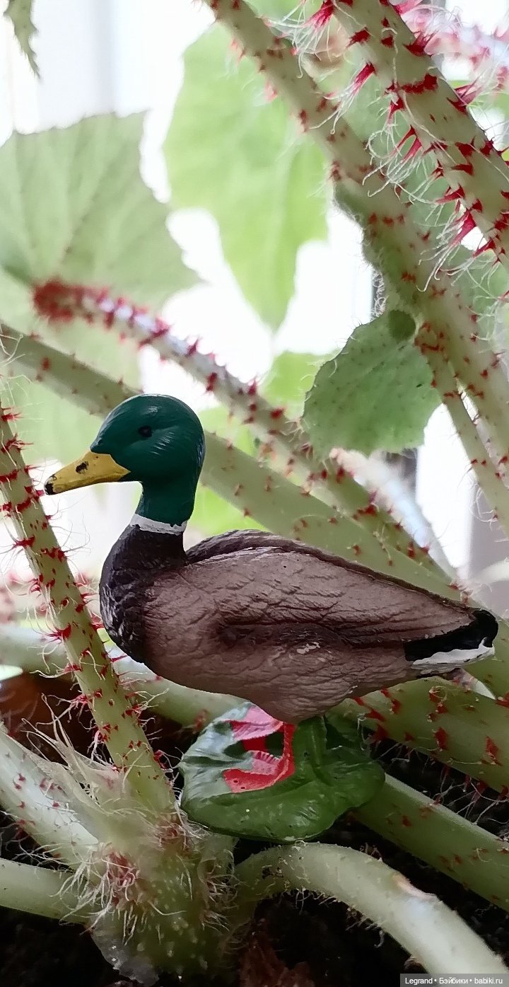 Лурения. Перепись домашних питомцев - 2025