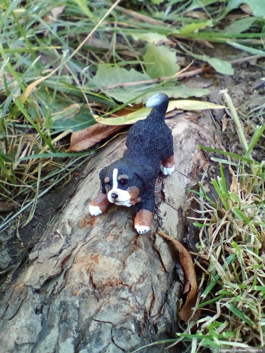 Лурения. Перепись домашних питомцев - 2025