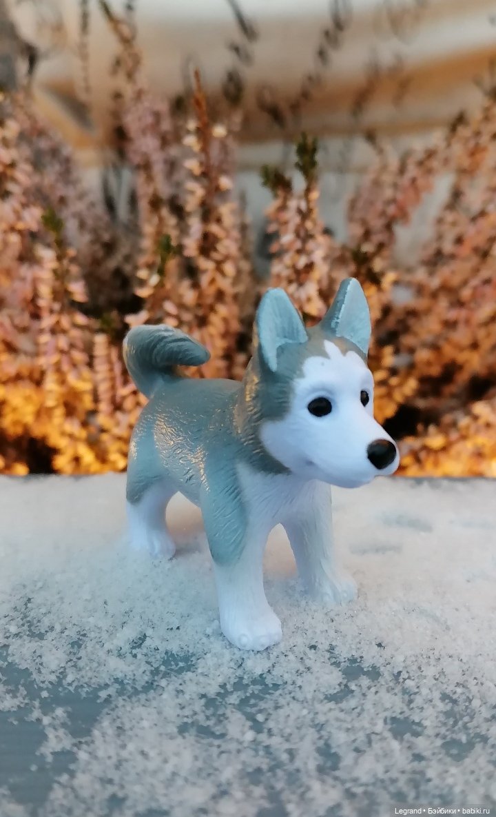 Лурения. Перепись домашних питомцев - 2025 (фото 9)