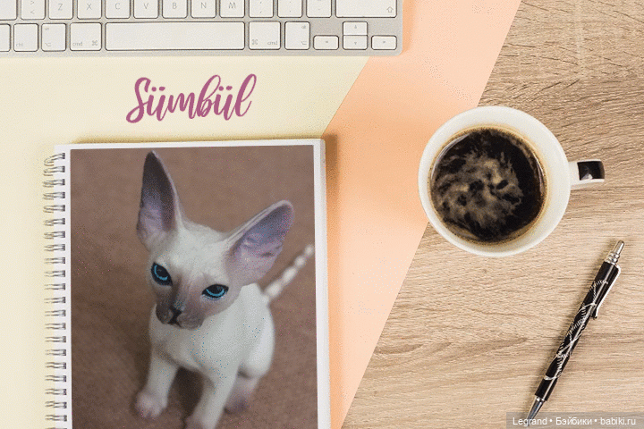 Планы Сюмбюля. Стихи Лестата