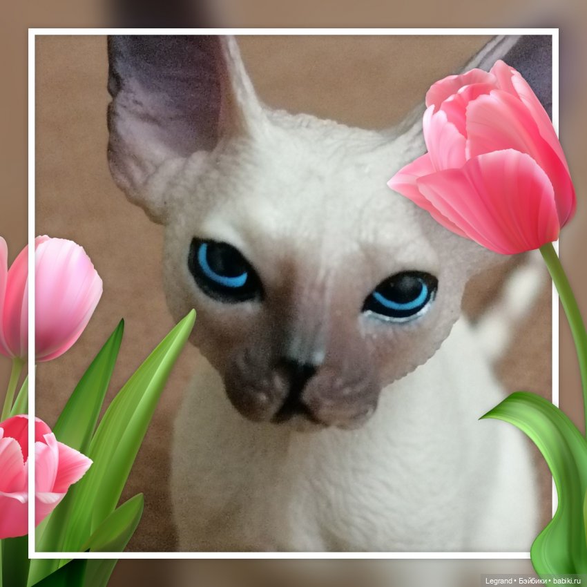 Планы Сюмбюля. Стихи Лестата