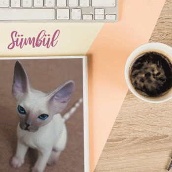 Планы Сюмбюля. Стихи Лестата