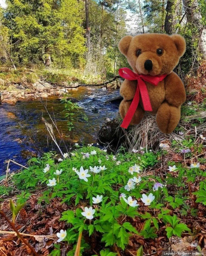 Из жизни моих мишек: Мишель | Бэйбики Из жизни моих мишек: Мишель