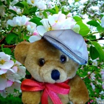 Из жизни моих мишек: Мишель